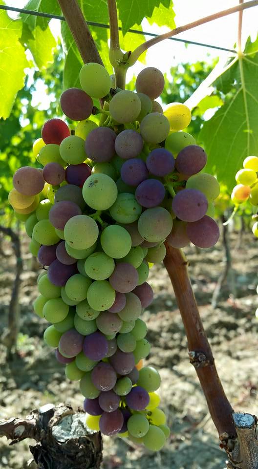 Brunello tweet media