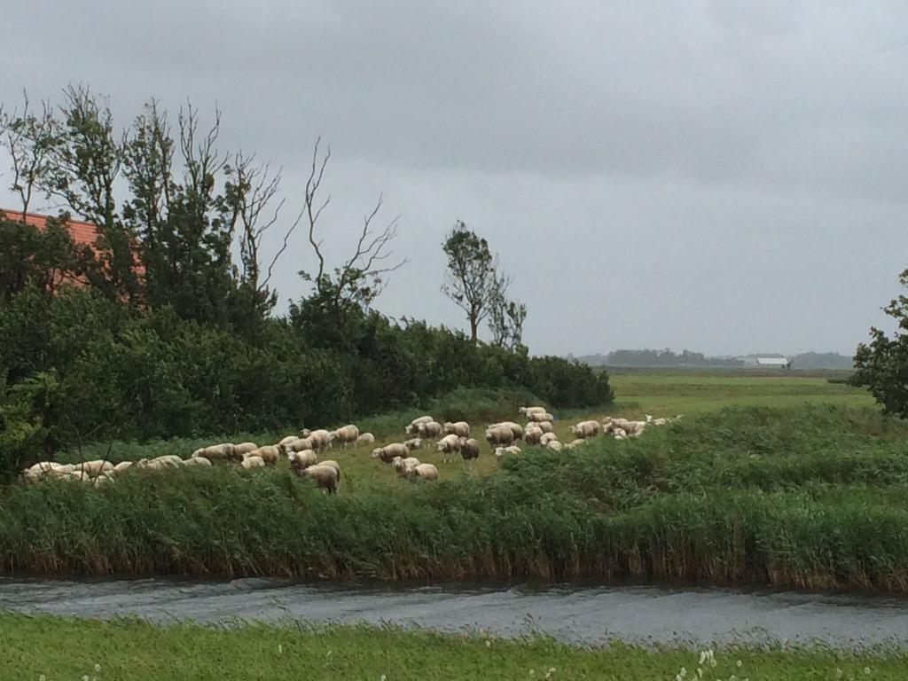 TexelMijnEiland's tweet image. Met de kont in de wind! #zomerstorm #Texel