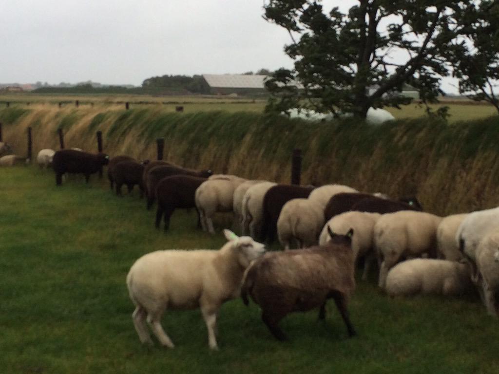 TexelMijnEiland's tweet image. Met de kont in de wind! #zomerstorm #Texel