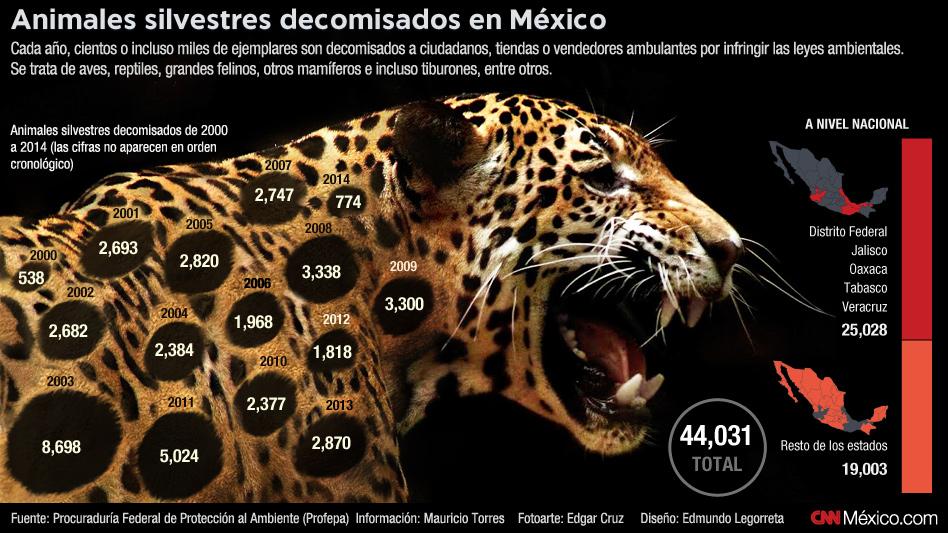 AntenaSanLuis's tweet image. 44,031 #animales silvestres fueron #decomisados en #México en 15 años / CNN bit.ly/1Kr3VPU