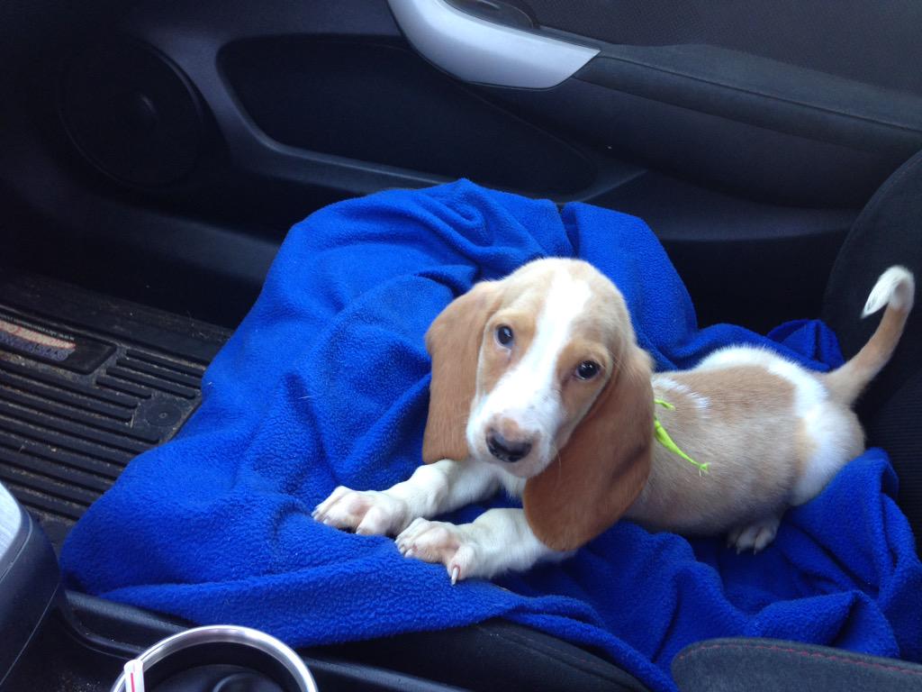 Pro3609's tweet photo. 1st car ride !! She loves it !! http://t.co/sBDifxxE6P
