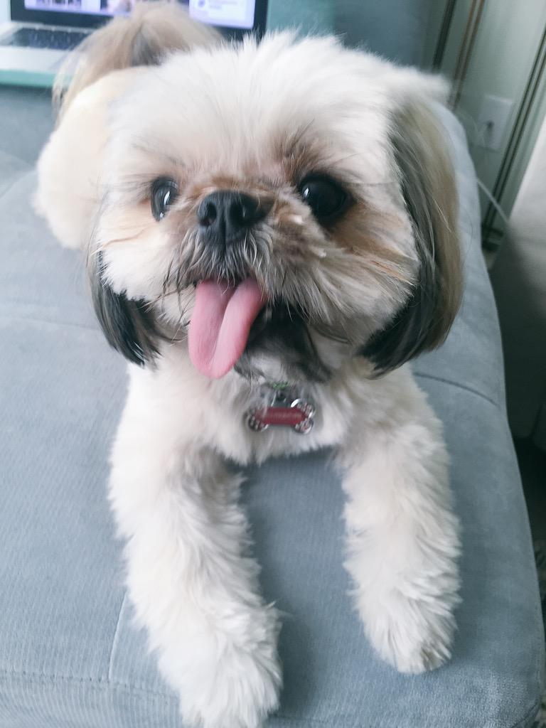 QuirkyPup's tweet photo. Saturday is the best day of the week!! http://t.co/4tPgZgepCK