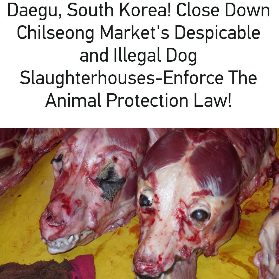 anshel4660's tweet photo. SIGN PETITION-MINISTRY OF JUSTICE-CLOSE DOWN CHILSEONG ILLEGAL DOG MARKET DAEGU #SOUTHKOREA ✏ https://t.co/OXNygJBDXw http://t.co/ixYstzFyU6