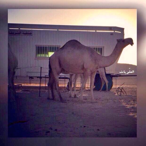 aaaa12200's tweet photo. للعرض فقط
جساره ،، من نوادر منقية / 
سعود بن عبدالله بن مشعاب الشريف المطيري http://t.co/t7HCRp8C6m