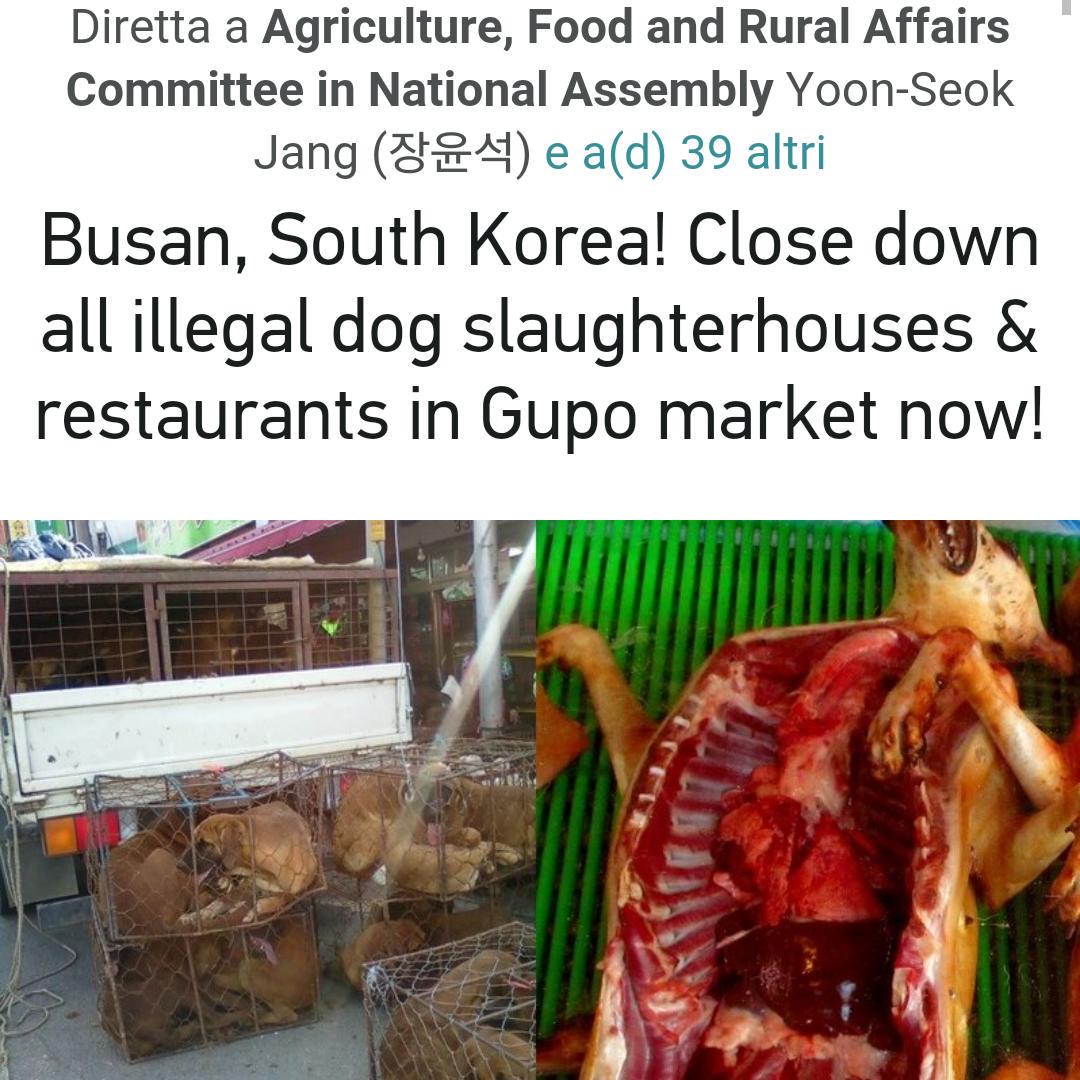 anshel4660's tweet photo. SIGN PETITION-CLOSE DOWN ILLEGAL CRUEL DOG SLAUGHTERHOUSES-BUSAN-GUPO MARKET #SOUTHKOREA ✏ https://t.co/bJrpFOiQaC http://t.co/K1vHV8mJeH