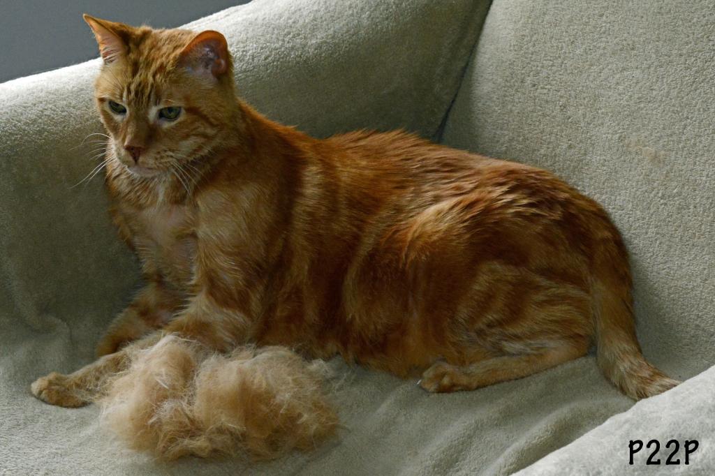 Mr. Kitty has been furminated! <a href="/FURminator_Inc/">FURminator</a> He is 18.5 yrs young.