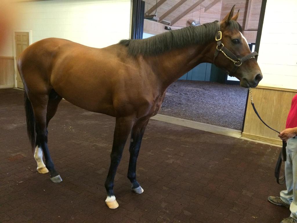 CallowayStables's tweet photo. No trip to #Lexington is complete without saying hello to @muchomachoman @adenasprings http://t.co/akJLdX85yV