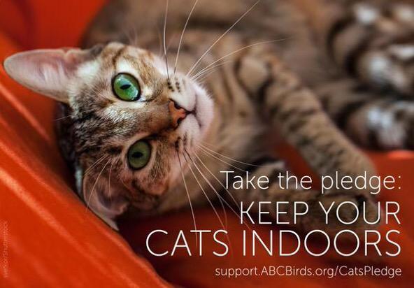 american bird conservancy cats