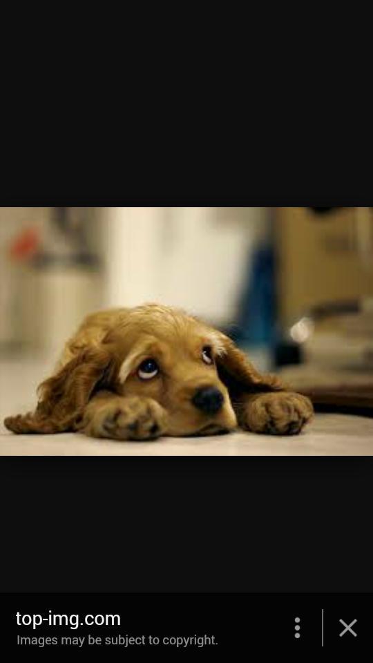 MeganProdoehl's tweet photo. There are animals that need help like this one http://t.co/JX17MsTRUj