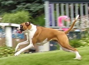 DogTreatNews's tweet photo. RT #DependablePets: http://t.co/CsbyrYP2xk RT doggiemadness: I wuv weekends! #dogs #boxerdog #dogsoftwitter http://t.co/UaN4zjB44k