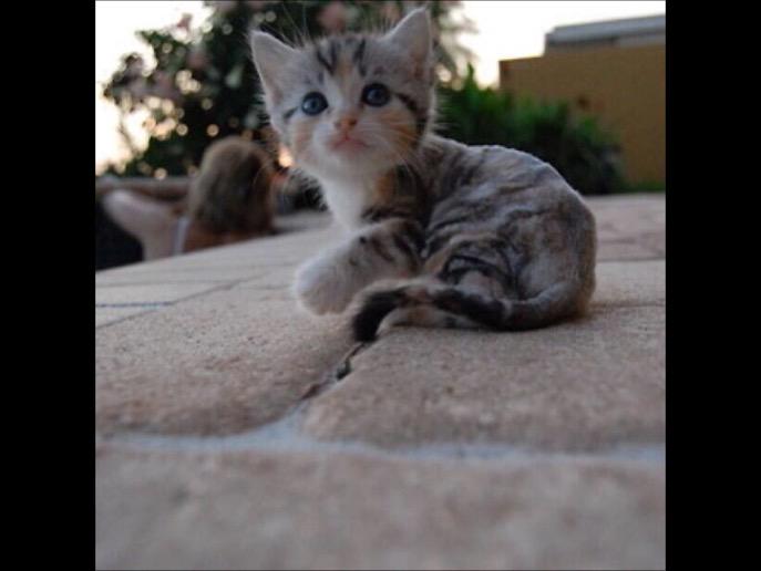 Cutie