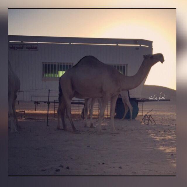 _alaloyat's tweet photo. ياهل الحمر وخرو عن ذود اخو ساره
ترا الوعد ف المنصه يوم ناتيها 
جينا بحمرن فرايد زين جباره 
عيون تطرب لها وعيون تعميها http://t.co/4ojIpZPfLW