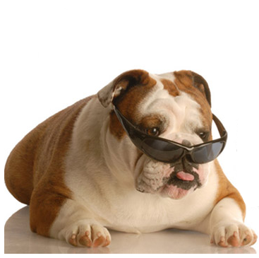 LifeIndependPrj's tweet photo. #bulldogs love Angel on Board - http://t.co/SNICMiquvi - they feature highly in the story... :) #really #angels http://t.co/BfCm65tCOf