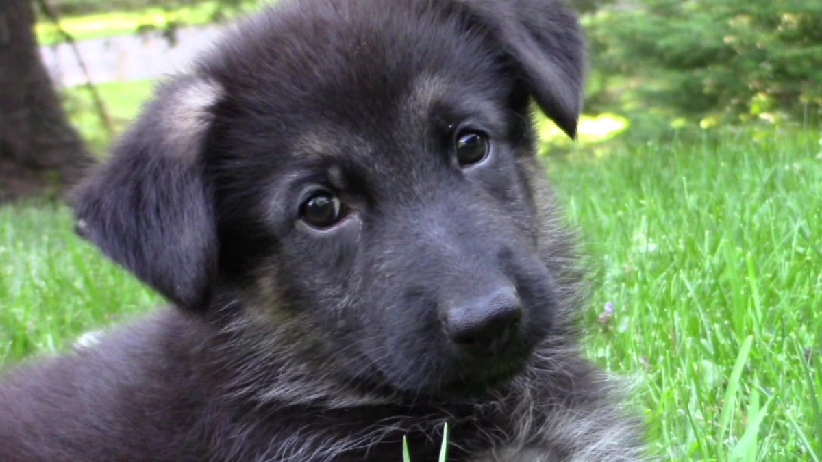 JakeDogOFFICIAL's tweet photo. Jake's learning a lot! http://t.co/OrUWoPOp6c