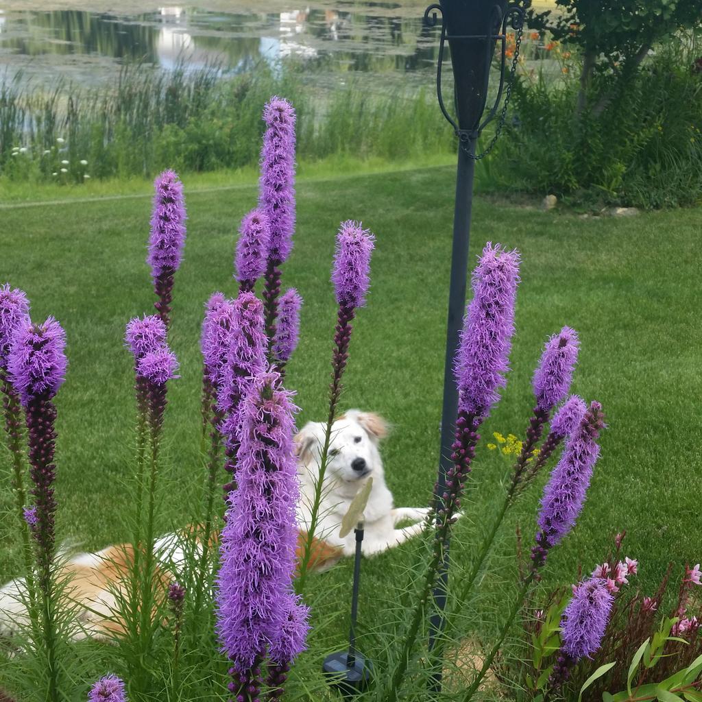 SigBushman's tweet photo. What mom?! 😊 #instadog #backyard #perenials #aussiebordermix #lovinlife #Duncan http://t.co/drHWc4KcaL