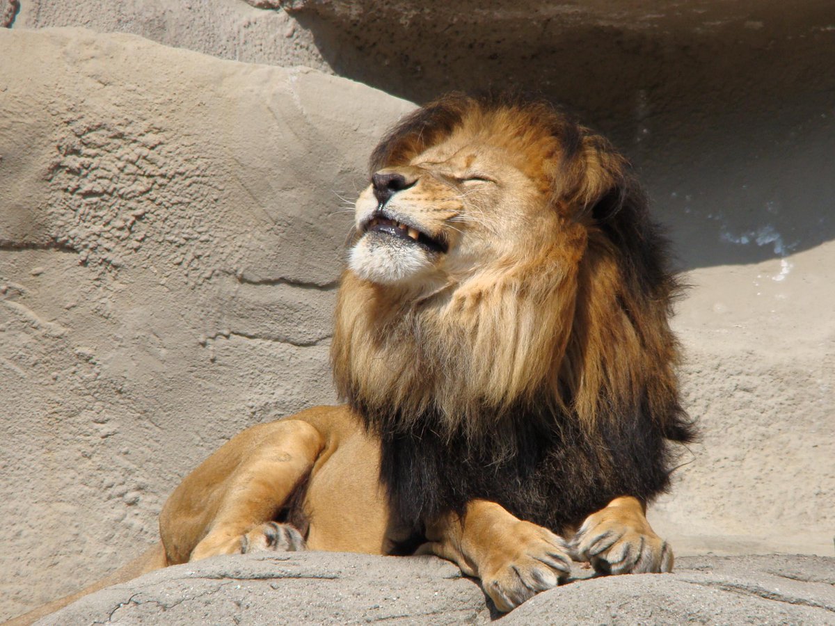 Радостный лев. Лев с высунутым языком. Пушистый лев. Лев показывает язык. Левый довольно.