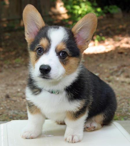 doggoals's tweet photo. Corgi's are just so cute ❤️ http://t.co/Hsyzc3Rbtv