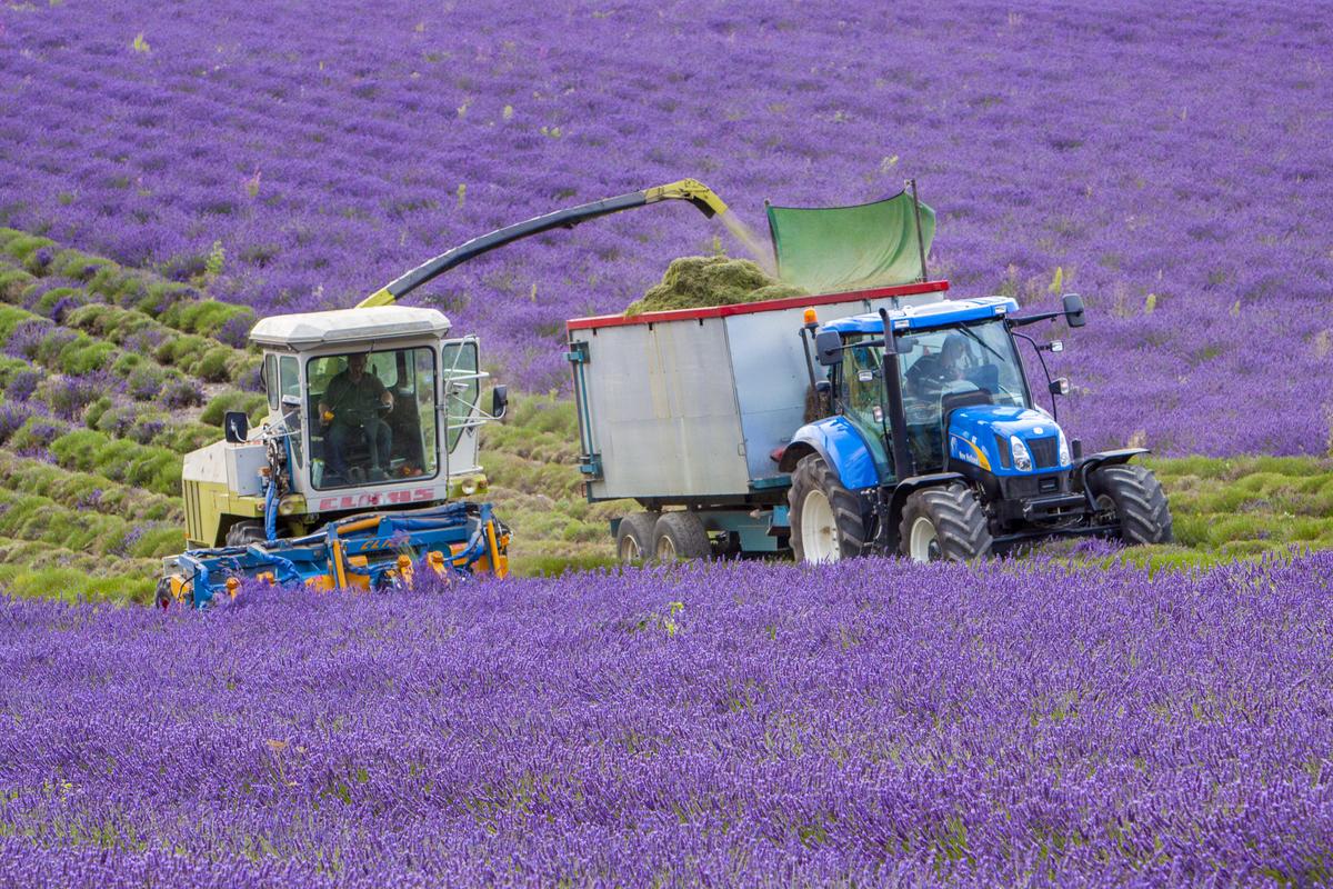 CastleFarmKent's tweet photo. Making the most of dry weather.. We harvested 45ton of Castle Farm Lavender today! @FarmersWeekly @FarmersOfTheUK http://t.co/4iuSulvgdP