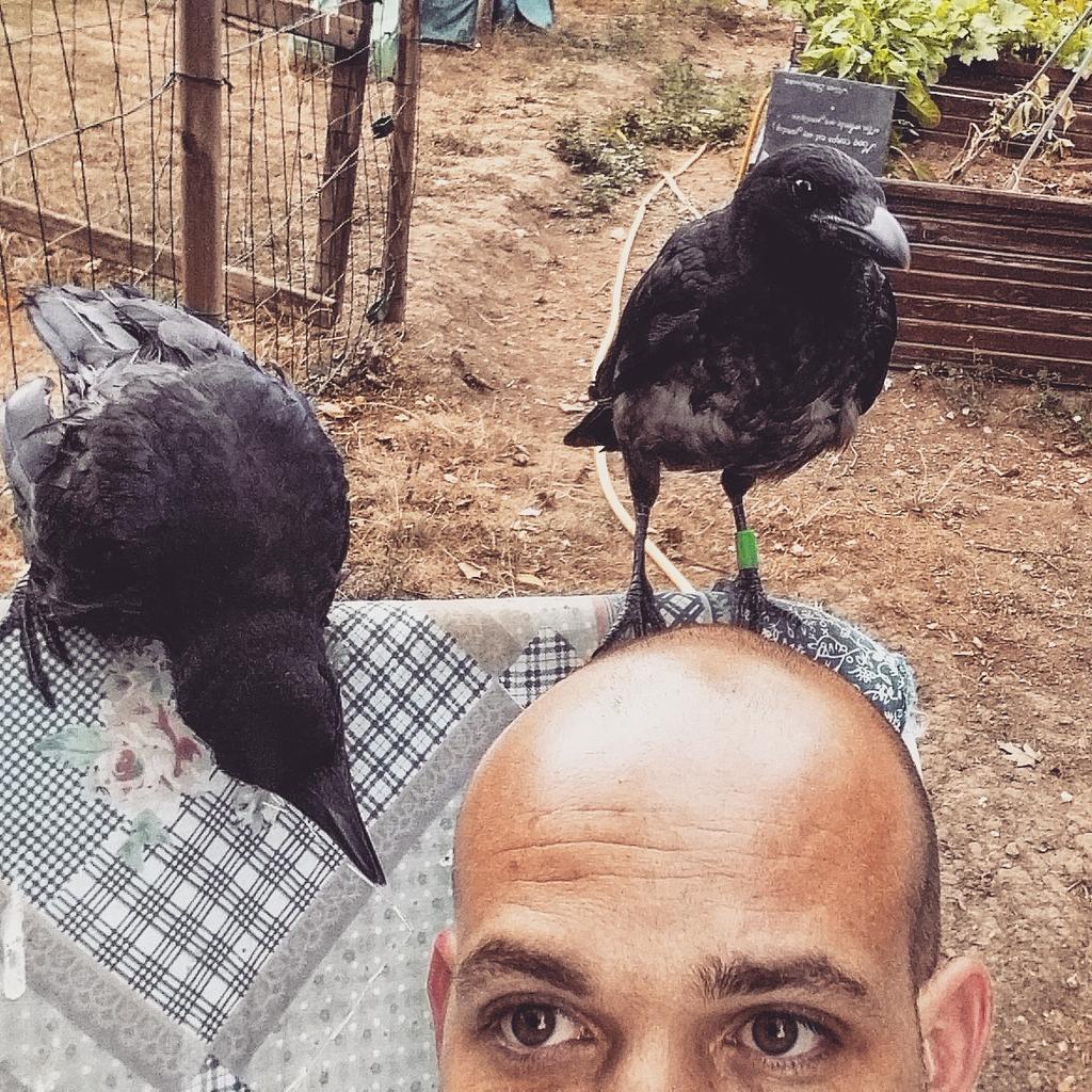 remirem2's tweet photo. #raven #corbeau #crow #selfie #birdfriend http://t.co/BrzDzwieNC