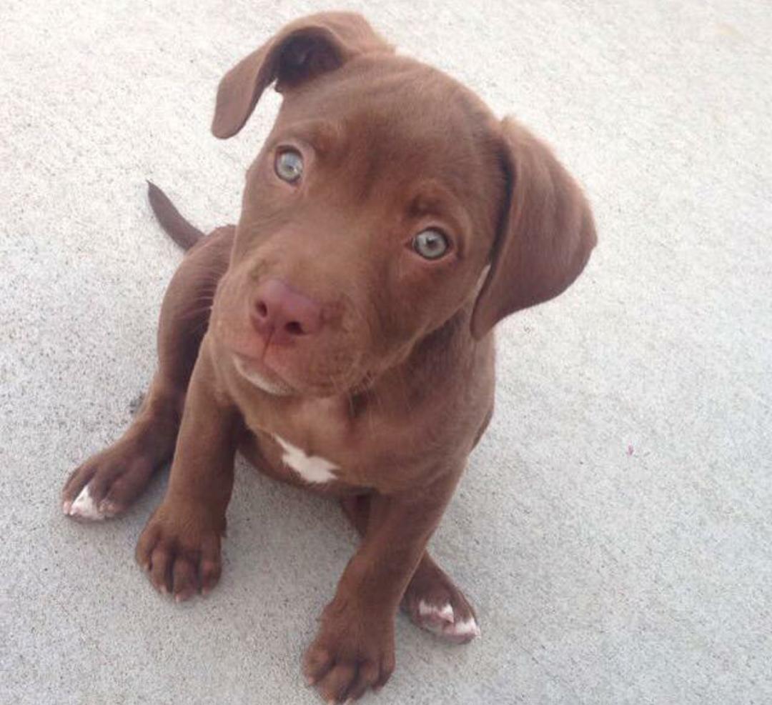 PitbuIIs's tweet image. 