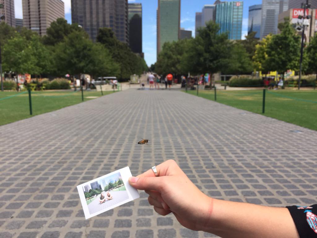 callmedalty's tweet image. @JonesCassidy33: “oh my gosh, a bee!!!” #PhotoFail