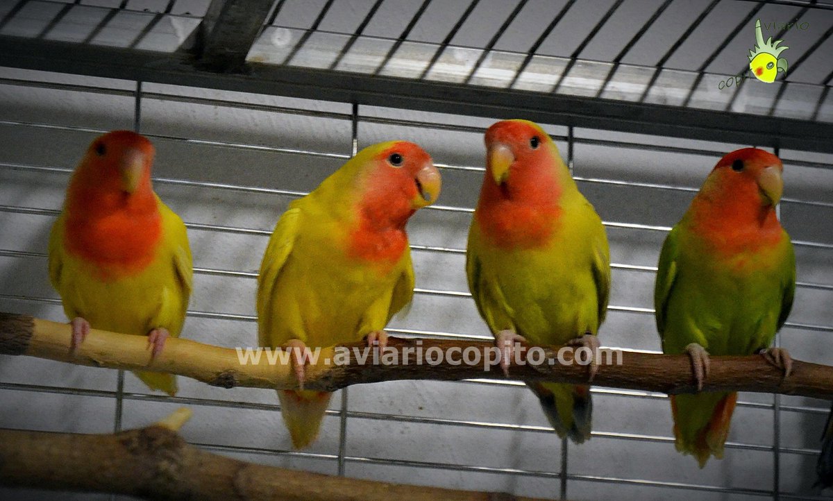 AviarioCopito's tweet photo. Jóvenes hembras de esta temporada, ejercitándose en la voladera. Lutinas/Pallid/Opalina canela. Long feather. http://t.co/FoYrj16eEc
