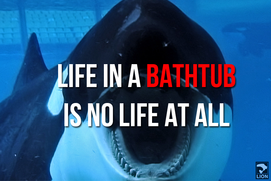 DuckDefenders's tweet photo. #TRUTH: @SeaWorld Sucks! #Blackfish #ThanksButNoTanks http://t.co/rMepSftoLN