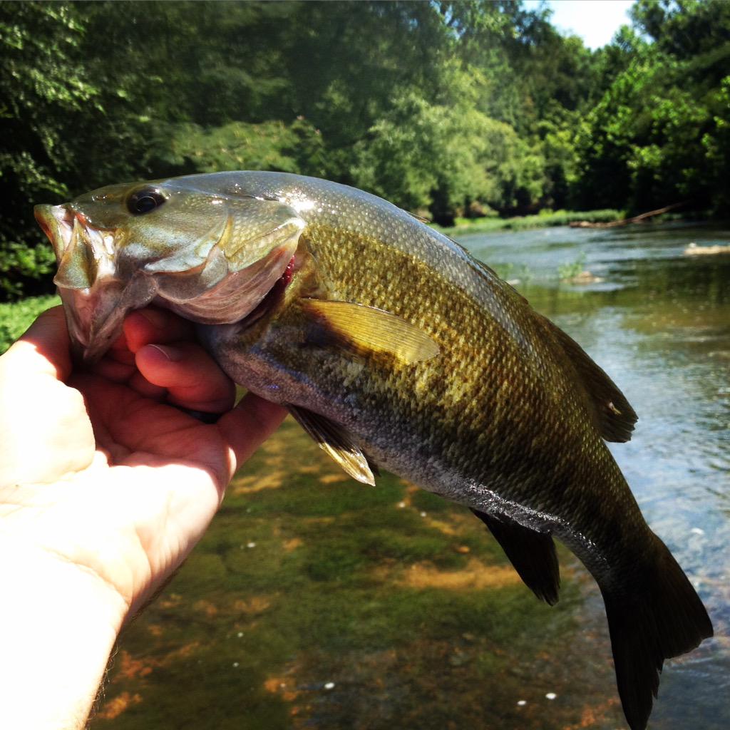 realandyprince's tweet photo. #smallie #flyrod #flyfishing #fishing #smallmouth #booglebug http://t.co/21A8i7qJIX