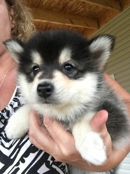 gianarama's tweet photo. @altbuffalo look at my new puppy! #Kerfuffle http://t.co/GZkWEynDPw
