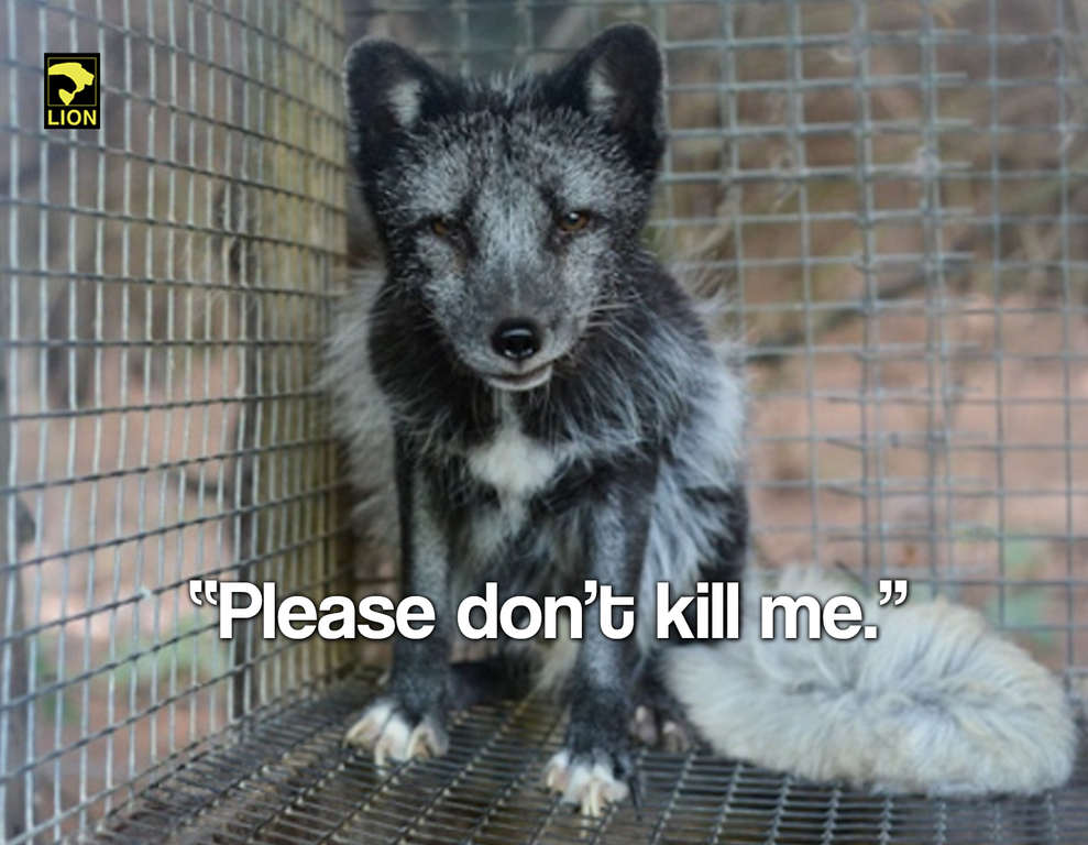 DuckDefenders's tweet photo. He needs his fur. You don't need that trimming. #FurIsDead http://t.co/1PBkwVEJFI