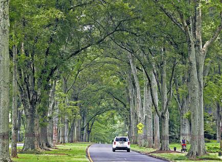 NicoleHayesPE's tweet photo. "Cool" fact: #Dallas currently has 28% canopy cover @Texas_Trees #CoolUsDown Let's shoot for 35%! #BigD http://t.co/qOV6G0vFEk