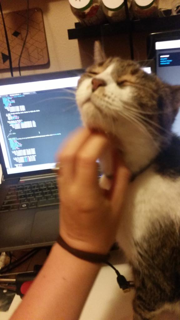 janauhrich's tweet image. Mynx doesn&apos;t care about your stack #wecode #codeisqueen