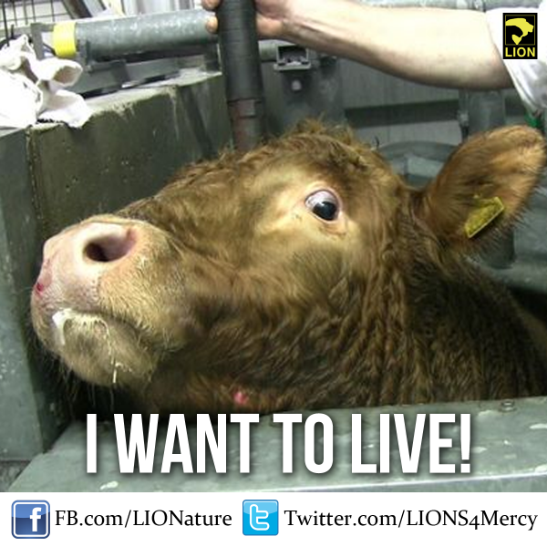 DuckDefenders's tweet photo. She doesn't want to die. RT &amp; #GoVegan! http://t.co/Rr3olucikn