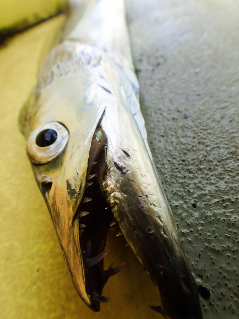 tm99fish's tweet image. 昨日のタチウオ 前日の釣果情報に反して渋かった～