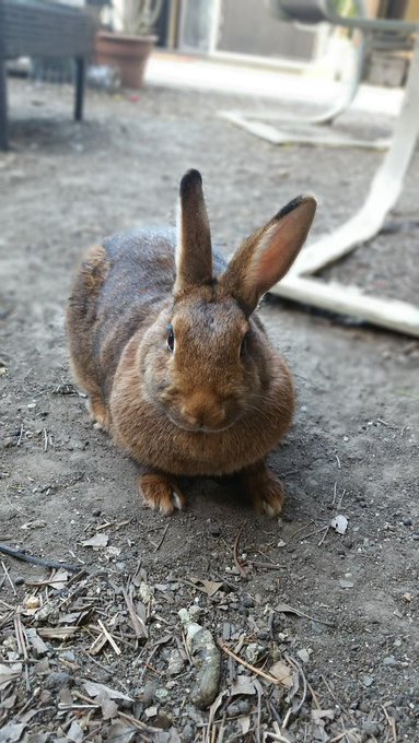 Meet Lola bunny!  #lola #bunny http://t.co/MvxXFWkpXq<a href="/tag/lola"class="tags">#lola</a><a href="/tag/bunny"class="tags">#bunny</a>