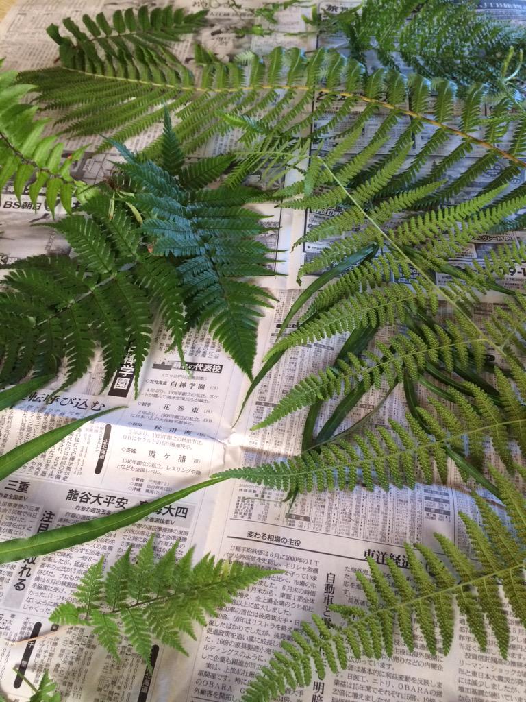 京大園芸部 こんにちは 園芸部です 今日は大文字山に登ってシダ植物の採集会を行いました 約種類も見つけることができました 昼食の後 同定作業と標本作りになります O Http T Co Kjcaeidhrz 京大園芸部 こんにちは 園芸部です 今日は大文字山に登ってシダ植物の採集会を行いました 約種類も見つけることができました 昼食の後 同定作業と標本作りになります O Http T Co Kjcaeidhrz