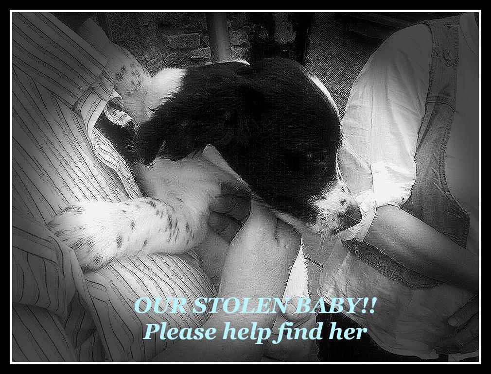 Sarah Williams tweet media