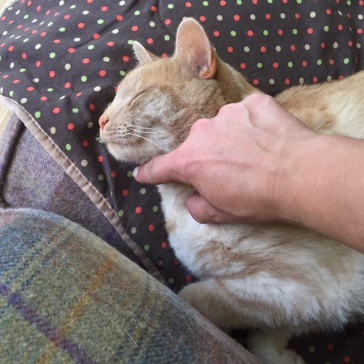 TFGPetServices's tweet photo. Yay! Seeing Coco&amp;Marlow today. I've to give poor Coco his mediction though. He's REALLY not a fan! #petsitter#se4 http://t.co/Uq1nX4EcVE