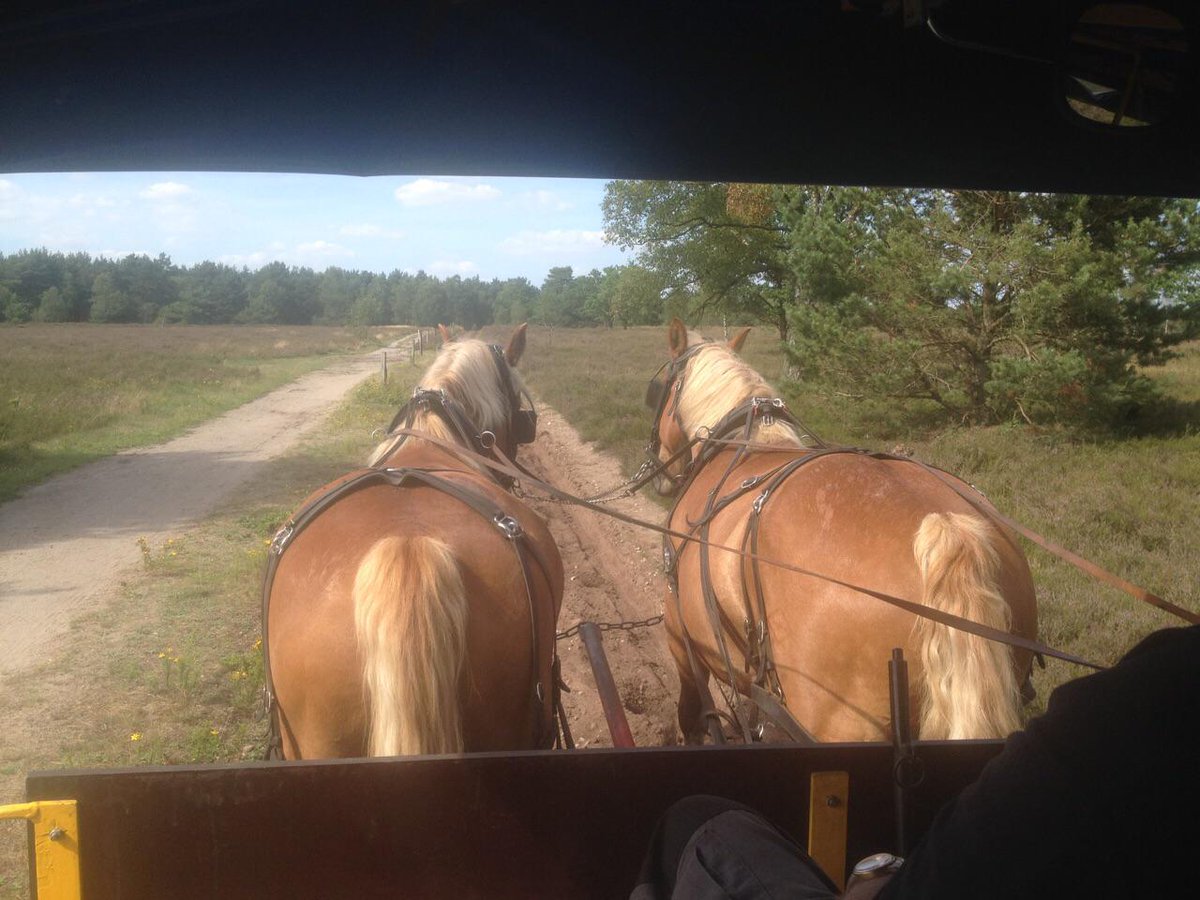 STARTER_SCHULE's tweet photo. #Klassenfahrt: #Reiten lernen&Schauspielübungen mit #Pferden im #Reithof & Kutschfahrt in der freien #Natur. #STARTER http://t.co/gQLoJtWNuw