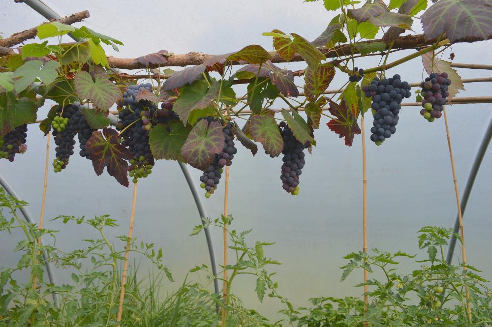 heathfarmuk's tweet photo. #cottages #cotswolds @GreenTourismUK Lots of ripening grapes in the polytunnel.  Tomatoes not far behind http://t.co/mP1hE2WGAW