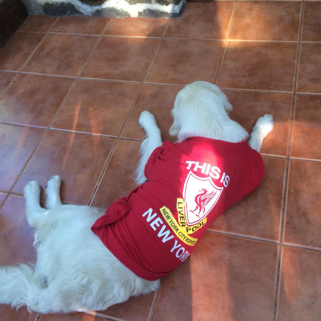 Marbag01's tweet photo. Somebody is ready for football!! @NYCKOPITES @TheIApub http://t.co/FeeoVDEIzU