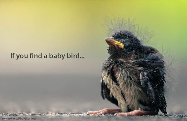 NWF's tweet photo. What you should do if you find a baby bird out of the nest: http://t.co/DUnipDn75x http://t.co/1lEzvymC1M