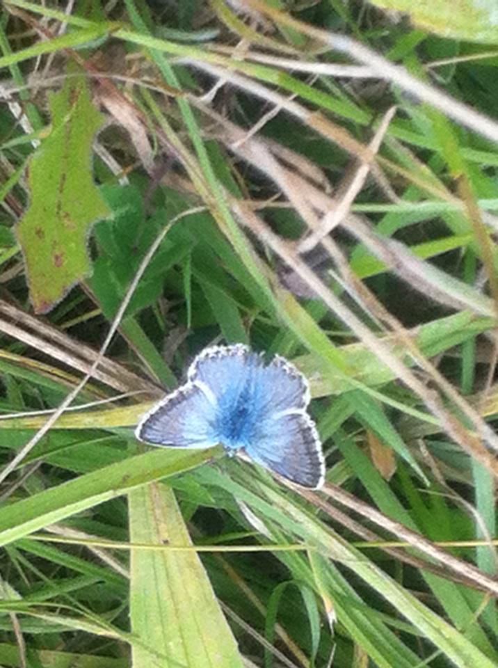 armybirding's tweet photo. Brown Argus and three species of Blue with Silver-washed Fritillary at Hatch Hill this afternoon. http://t.co/Sk9F6pZdAx