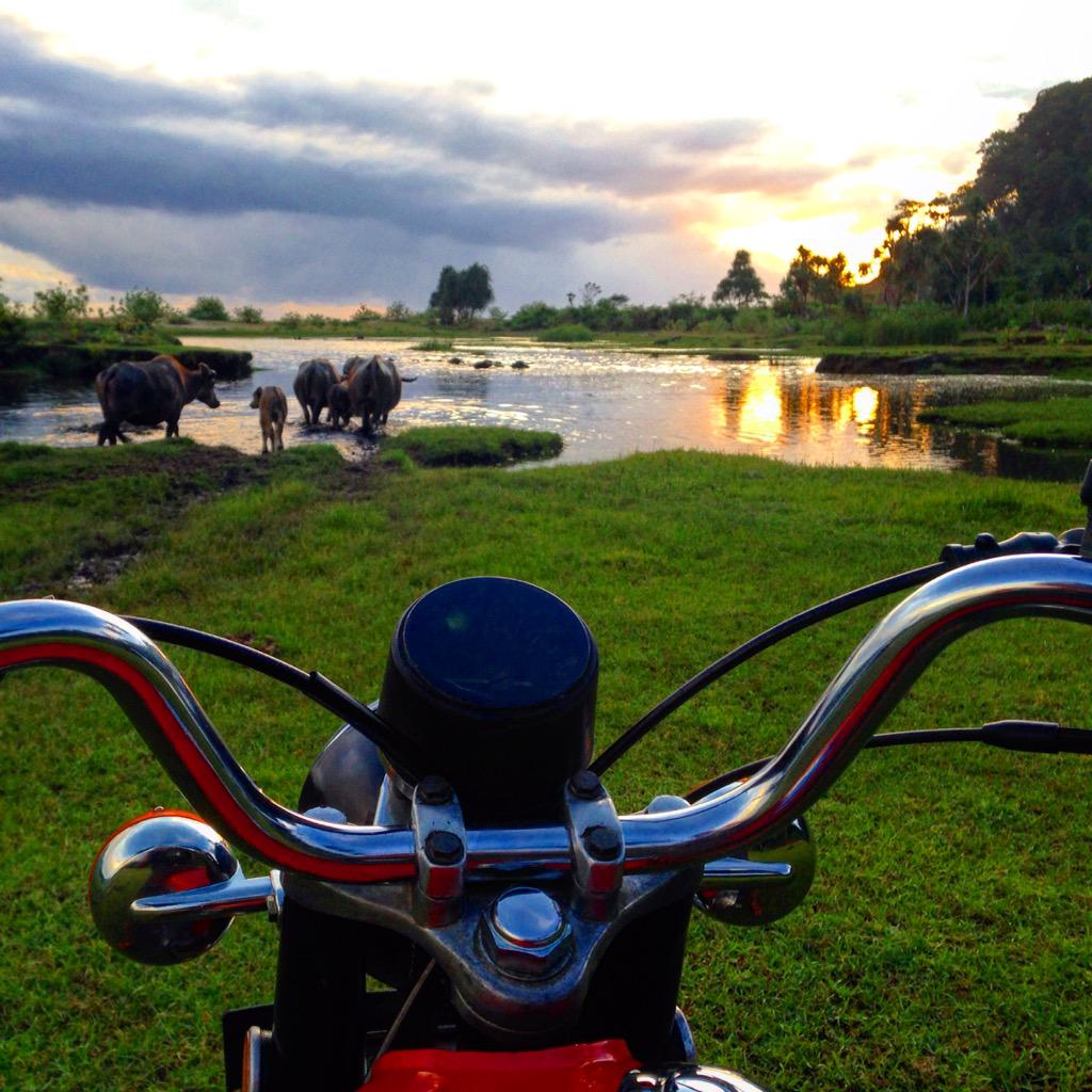 Aceh_Adventure's tweet photo. #ExploreAcehBesar | Menyaksikan kerbau mandi dan #sunset dlm perjalanan plg dr pantai Paroy Cut, Lhong. @iloveaceh http://t.co/ZnAZdNjyiA