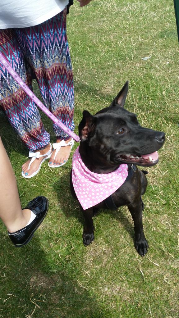 BullVinnie's tweet photo. Met Minnie today who is on trial with a lovely family #adoptin http://t.co/g6G3uAtglY
