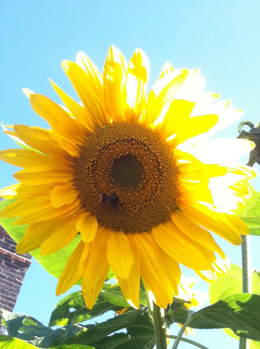A beautiful sunny day in Emsworth. Bee enjoying my sunflowers!