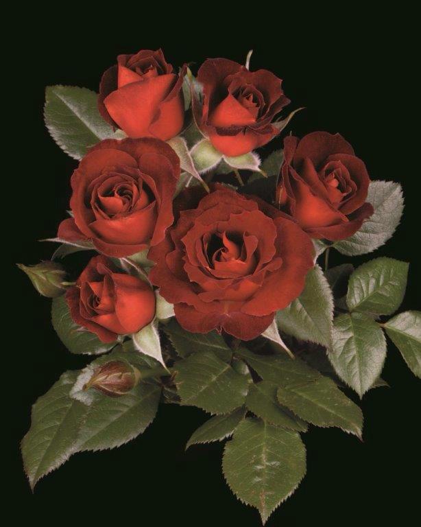 KarenKemp51 tweet picture
