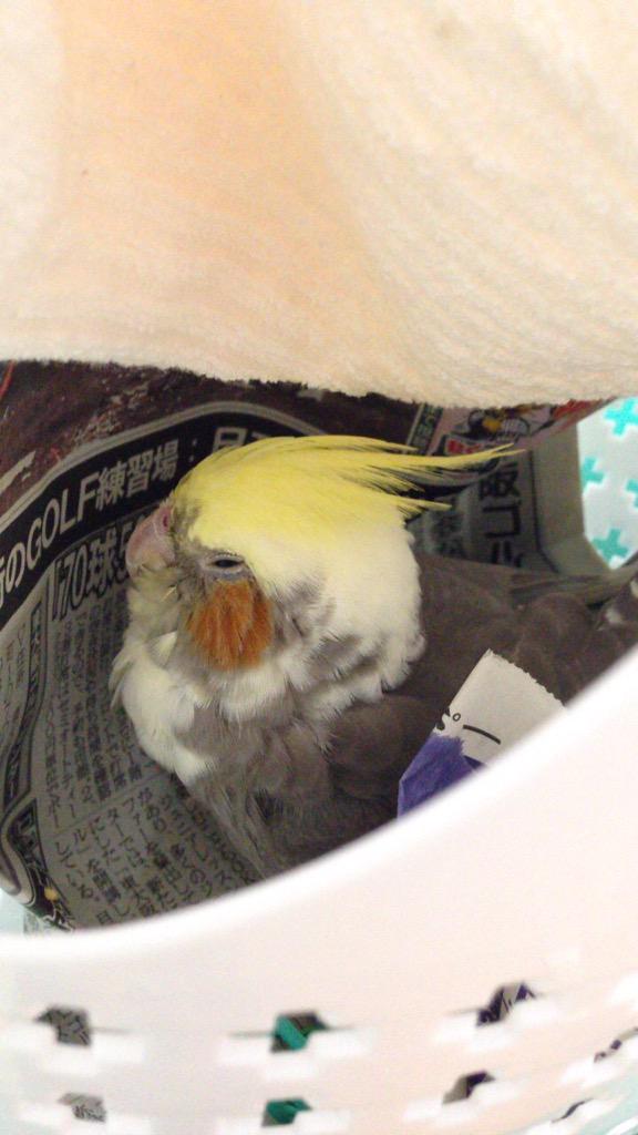 okapuokapu's tweet photo. オカメちゃんを逃がしてしまってから今日で４カ月。病気で死なせてしまわぬよう、一緒に歳をとるのが理想でした。「病気で死なす」より「逃がす」事の方がオカメちゃんにとって怖い寂しい思いをさせたと痛感している。#拡散希望#西宮市#迷子鳥 http://t.co/9kzKkOdSlj