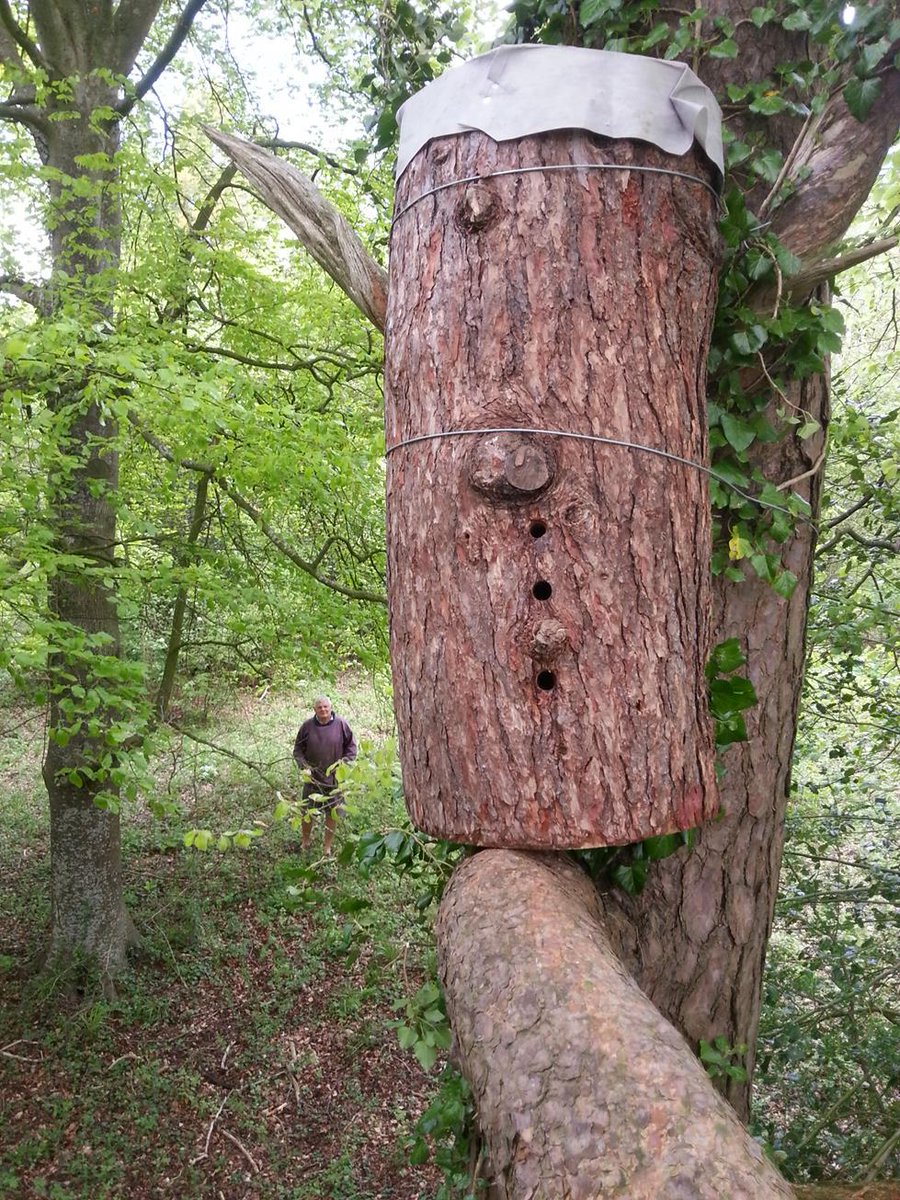 NaturalBeeTrust's tweet image. Woodland romance with #bees
#treebeekeeping
#savebees
@BeeKindHives 
@BeesWingNet