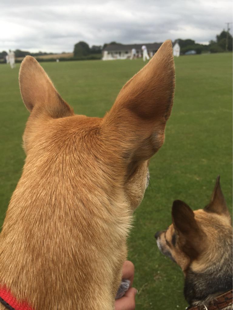 stevephillips78's tweet photo. Watching cricket for an hour @Templecloud v @Chilcomptoncc Doris and Mavis first ever game πΆππ
#RunsEverywhere http://t.co/JooWlNHewZ